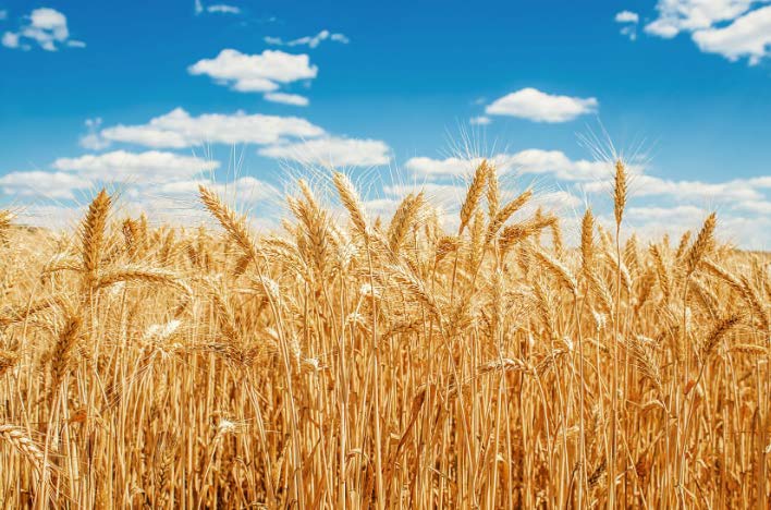 粮食市场：小麦、大麦、玉米和大豆在世界领先的欧盟B2B交易平台上